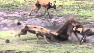 Собаки живьем едят гиену  лучшие бои животных  Horror of the Dog eat a hyena WikiBit me
