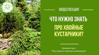 Что нужно знать про хвойные кустарники