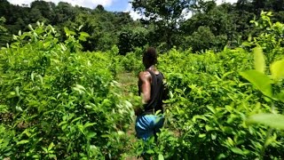 Los raspachines de la zona rural de Tumaco
