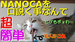 【かわいい 猫動画】NANOCAを口説く必須アイテムのご紹介！その後、たんまり癒やされます！Norwegian Forest Cat ノルウェージャンフォレストキャット NANOCA