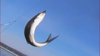 Рыбалка на рыбу елец 21 апреля 2017 года