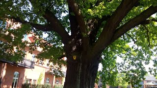 Дуб в верхней бригаде вч пп 50560. Германия. Потсдам.