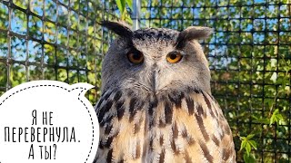 3 сентября - у совы замёрзла тыква. Погода, ну нормально же общались, ну!