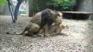 Live Sex on the London Zoo!!!!