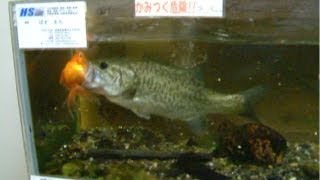 ブラックバスが巨大な金魚を捕食する様子