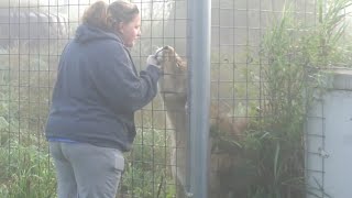 Scary! Wisconsin Big Cat FEEDING TIME!