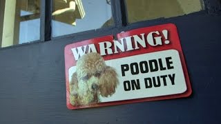 Good Sorts: Teddy the poodle