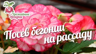 Посев бегонии на рассаду #urozhainye_gryadki