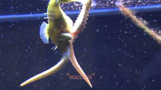 seahorse mating