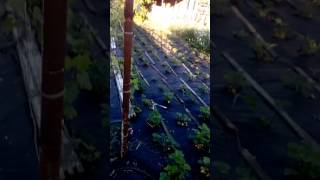 Участок  дом продается за 950 т.р.в ст.Хопёрской Краснодарского края