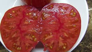Томатный Гном Король красоты - потрясающий томат! Красивый, вкусный, крупный! Дегустация сорта.