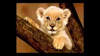 Такие милые животные (Видео для детей) Such cute animals (Video for kids)