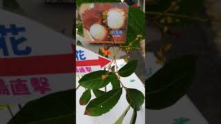 紅毛丹高壓苗 盆植開花直擊 洽詢專線：0929-618-311 江暉