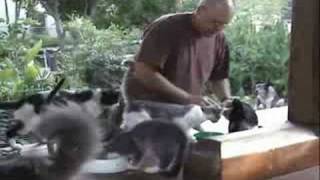 Feeding Feral Cats at IBMC with Rev. Kusala