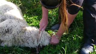 Town & Country Homekill shooting sheep part 1