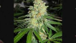 Paul Wall ft. Devin The Dude - Smoke Weed Everyday