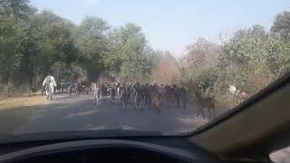 Pure desi beetal goats of punjab || geo goat farm