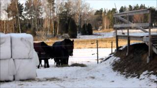 En dag i stallet