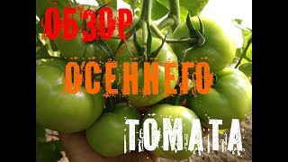 Обзор осеннего Томата