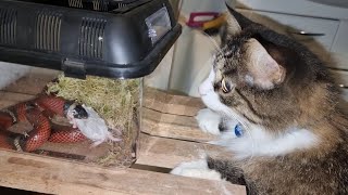 Змея Милка пробует проглотить мышь. Кот Мурлок недопонимает