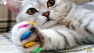 10 ЛАЙФХАКОВ ДЛЯ ВЛАДЕЛЬЦЕВ КОШЕК