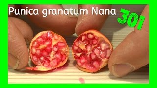 Granatapfel durch Samen vermehren, erste Ernte