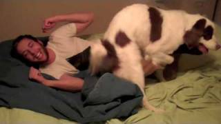 The best dog humping video you've ever seen!!
