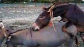 donkeys ;-)
