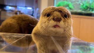 短いと思われがちなカワウソの腕が実は長かったことが判明した It turns out that otter hands are actually long.