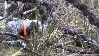 Woodcock hunting complilation with english Setter "della Serpentara"