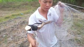 cách chăng và thu lưới bẫy chim bán lưới bẫy chim không màu