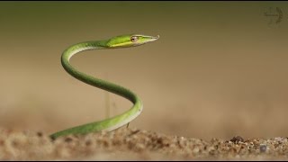 Green Vine Snake Amazing Video Canon 700D - [ SAP Wildlife ]