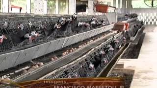 Especialista ensina como iniciar criação de galinhas d'angolas