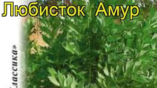 Любисток Амур. Краткий обзор, описание характеристик, где купить семена levisticum officinale
