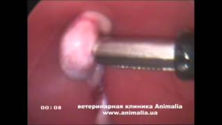 Кастрация кота крипторха. Анималия