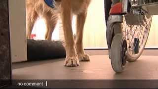 bluptv: Assistenzhund Miss Sophie