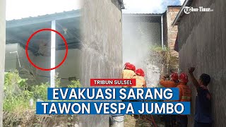 Damkar Parepare Evakuasi Sarang Tawon Vespa Jumbo, Dua Warga Jadi Korban