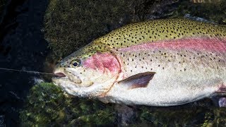 Floating & Fishing a Trout-Filled River!