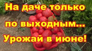 С начала июня собираю красные томаты,а на даче бываю только по выходным,как это?