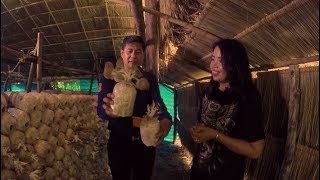 "เห็ดนางฟ้าภูฏาน" กับ ความสุขที่มากกว่ารายได้ : เกษตรกลางแปลง 12 พ.ย. 60 [2/3]