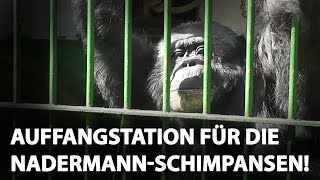 Auffangstation für die Nadermann-Schimpansen / PETA