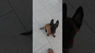 Dressag de chien malonis