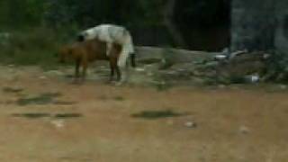 Perros