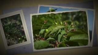 Cerezas de cultivo ecológico en Sant Climent de llobregat