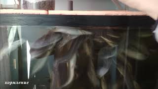 Как я завел клариевого сома на балконе / (Clarias gariepinus)