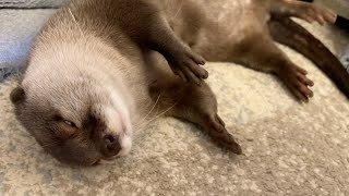 ろくろを回すように寝始めたカワウソ otter who started sleeping like turning a potter's wheel