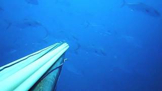 spearfishing magiatika (seriole)