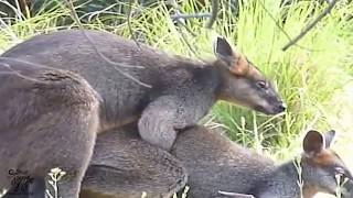 kangaroo mating habit shard and fast- kangaroo