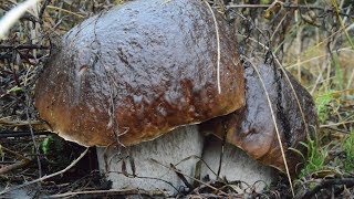 МНОГО БЕЛЫХ ГРИБОВ В НОЯБРЕ! РЕДКИЙ СЛУЧАЙ