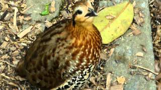 Mountain Bamboo-Partridge calling